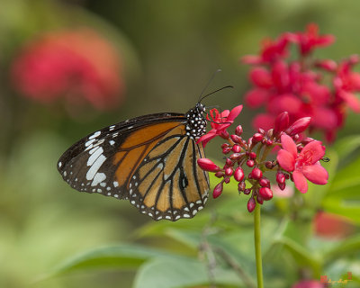 Common Tiger Butterfly (Danaus genutia) (DTHN0003)