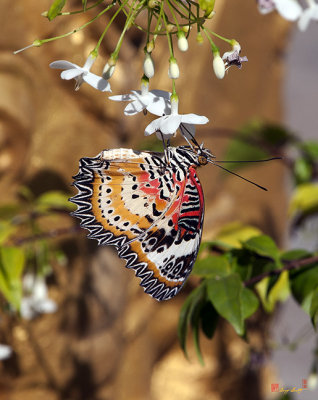 Leopard Lacewing Butterfly (DTHU618)