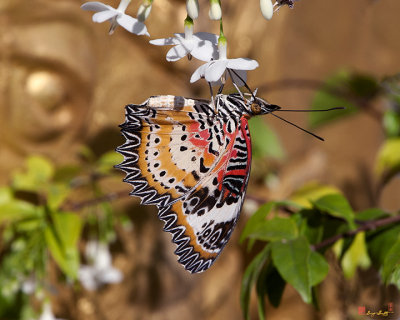 Leopard Lacewing Butterflies
