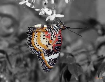 DTHU619BW Thai Butterfly 2009