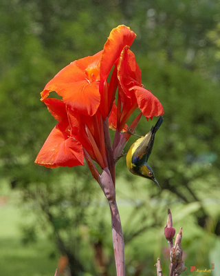 Brown-throated Sunbird (Anthreptes malacensis) (DTHB263)