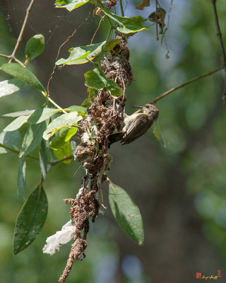 Olive-backed Sunbird Female at Entrance to Nest (Cinnyris jugularis) (DTHN0036)