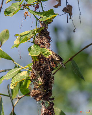 Olive-backed Sunbird Female in Entrance to Nest (Cinnyris jugularis) (DTHN0038)