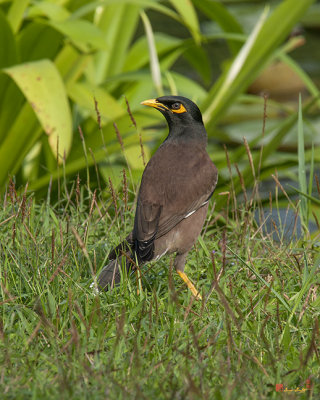Common Myna (Acridotheres tristis) (DTHN0042)