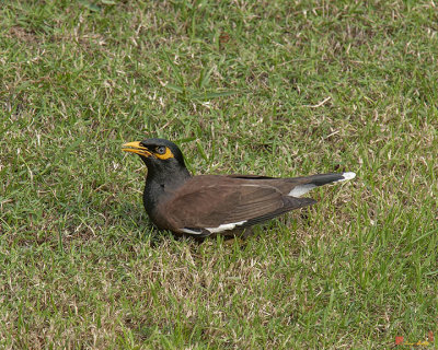 Common Myna (Acridotheres tristis) (DTHN0043)
