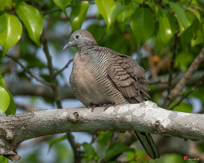 Zebra Dove or Barred Ground Dove (Geopelia striata) (DTHN0054)