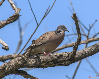 Spotted Dove (Spilopelia chinensis) (DTHN0062)