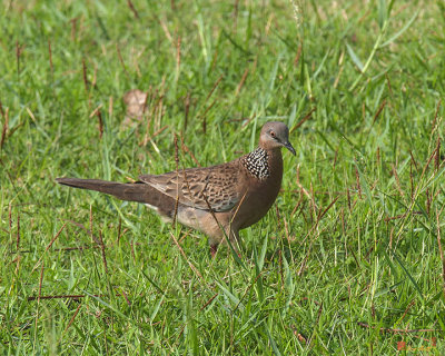 Spotted Dove Foraging (Spilopelia chinensis) (DTHN0064)