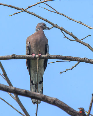 Spotted Dove (Spilopelia chinensis) (DTHN0065)
