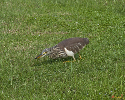 Javan Pond Heron Sneaking (Ardeola speciosa) (DTHN0067)