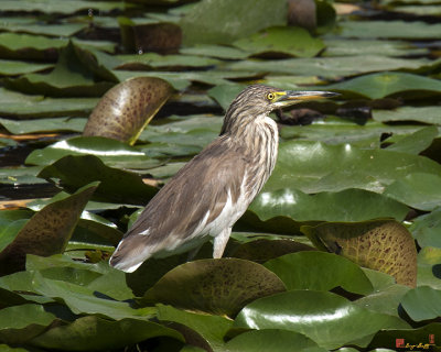 Javan Pond Heron (Ardeola speciosa) (DTHN0071)