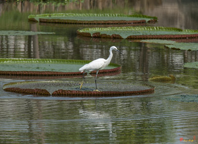 Little Egret on Victoria Lily Pad (Egretta garzetta) (DTHN0083)