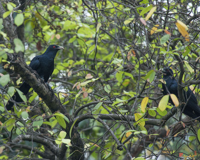 Asian Koel Posturing (Eudynamys scolopaceus) (DTHN0086)