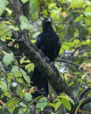 Asian Koel (Eudynamys scolopaceus) (DTHN0087)