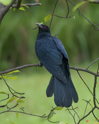 Asian Koel (Eudynamys scolopaceus) (DTHN0089)