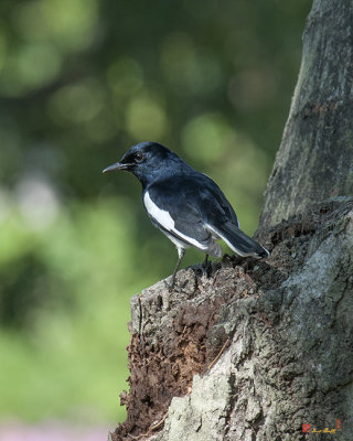 Oriental Magpie-Robin (Copsychus saularis)  (DTHN0095)