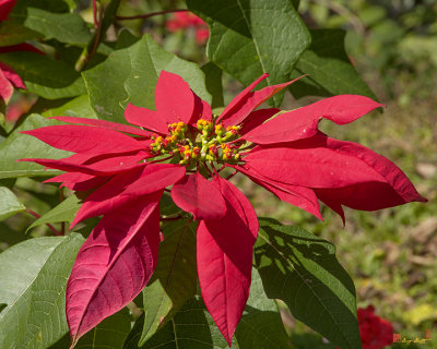 Bhubing Palace Gardens Poinsettia (DTHCM0438)