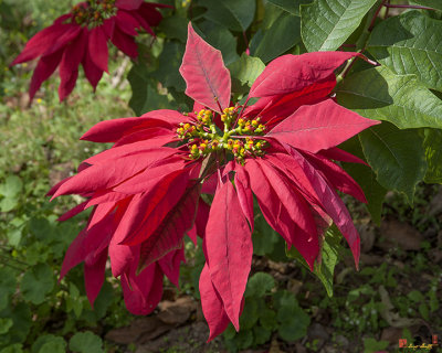 Bhubing Palace Gardens Poinsettia (DTHCM0439)