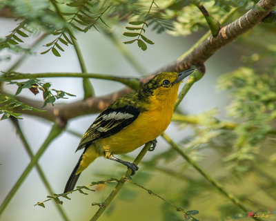 Common Iora (Aegithina tiphia) (DTHN0112)