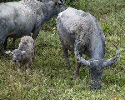 Water Buffalos and Calf (DTHP428)