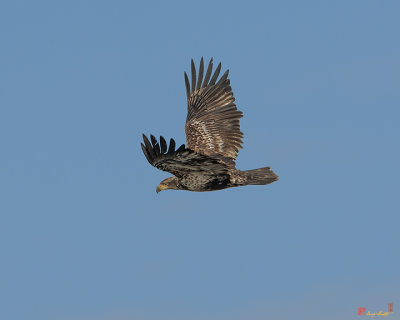 Juvenile Bald Eagle in Flight (DRB165)