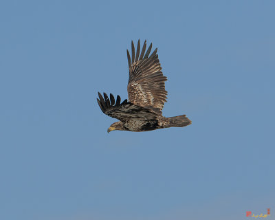 Immature Bald Eagles in Flight