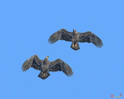 Juvenile Bald Eagles over Pohick Bay (DRB167)