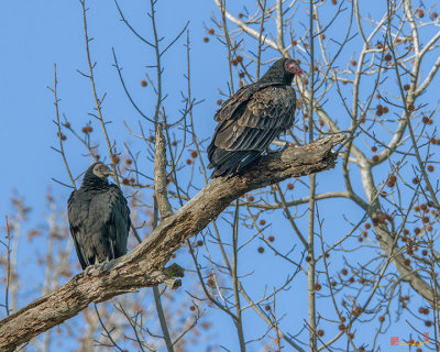 Turkey and Black Vultures (Cathartes aura, Coragyps atratus) (DRB171)