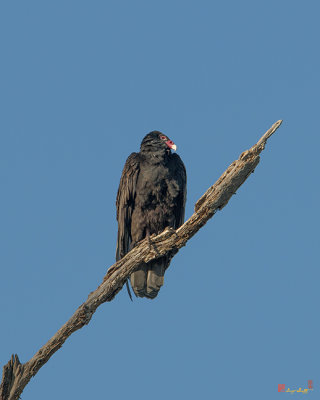 Turkey Vulture (Cathartes aura) (DRB173)