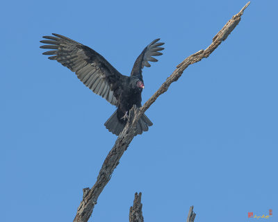 Turkey Vulture (Cathartes aura) (DRB175)