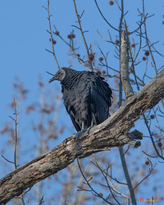 Black Vulture (Coragyps atratus) (DRB177)