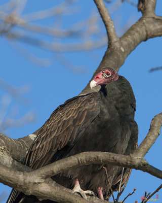 Turkey Vulture (Cathartes aura) (DRB179)