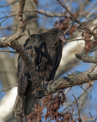 Immature Turkey Vulture (Cathartes aura) (DRB180)
