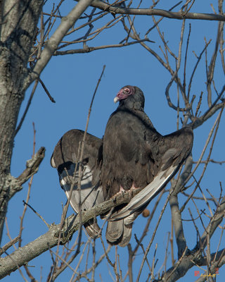 Turkey Vulture Sunning (Cathartes aura) (DRB182)