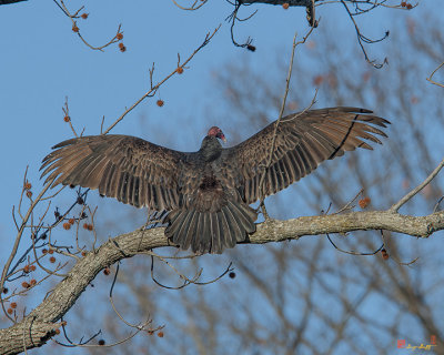 Turkey Vulture Sunning (Cathartes aura)  (DRB183)