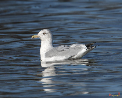 Herring Gull (Larus argentatus) (DSEAB005)