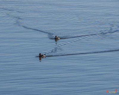 Ruddy Ducks Leaving Wakes (DWF121)