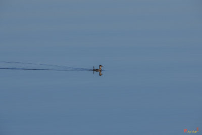 Ruddy Duck Leaving Wake (DWF123)