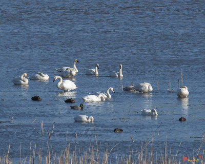 Tundra Swans (Cygnus columbianis) (DWF127)