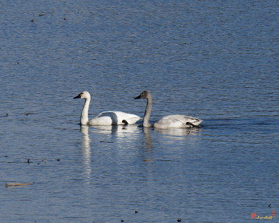 Tundra Swans (Cygnus columbianis) (DWF129)