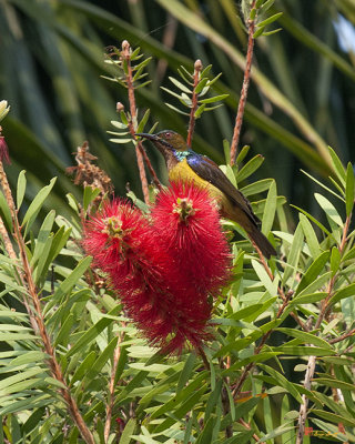 Brown-throated Sunbird (Anthreptes malacensis) (DTHN0141)