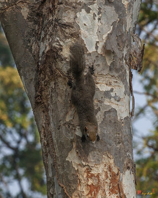 Red-bellied Tree Squirrel or Pallas's Squirrel (Callosciurus erythraeus) (DTHN0136)