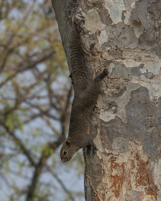 Red-bellied Tree Squirrell or Pallas's Squirrel (Callosciurus erythraeus) (DTHN0137)