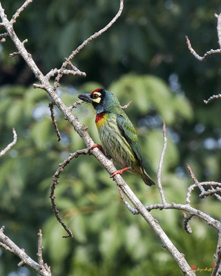 Coppersmith Barbets นกตีทอง