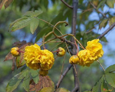 Yellow Cotton Tree (Cochlospermum regium) (DTHB1531)