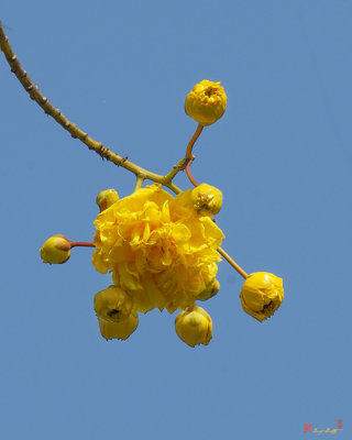 Yellow Cotton Tree (Cochlospermum regium) (DTHB1534)