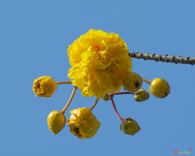 Yellow Cotton Tree (Cochlospermum regium) (DTHB1536)