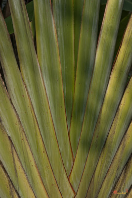 Traveller's Palm Patterns (Ravenala madagascariensis) (DTHB1542)