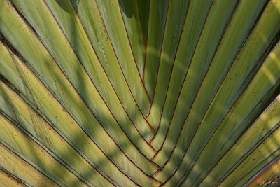 Traveller's Palm Patterns (Ravenala madagascariensis) (DTHB1543)