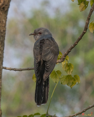 Plaintive Cuckoo (Cacomantis merulinus) (DTHN0167)